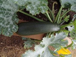courgettes