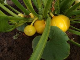squash
