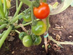 tomato