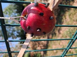 apple feeder